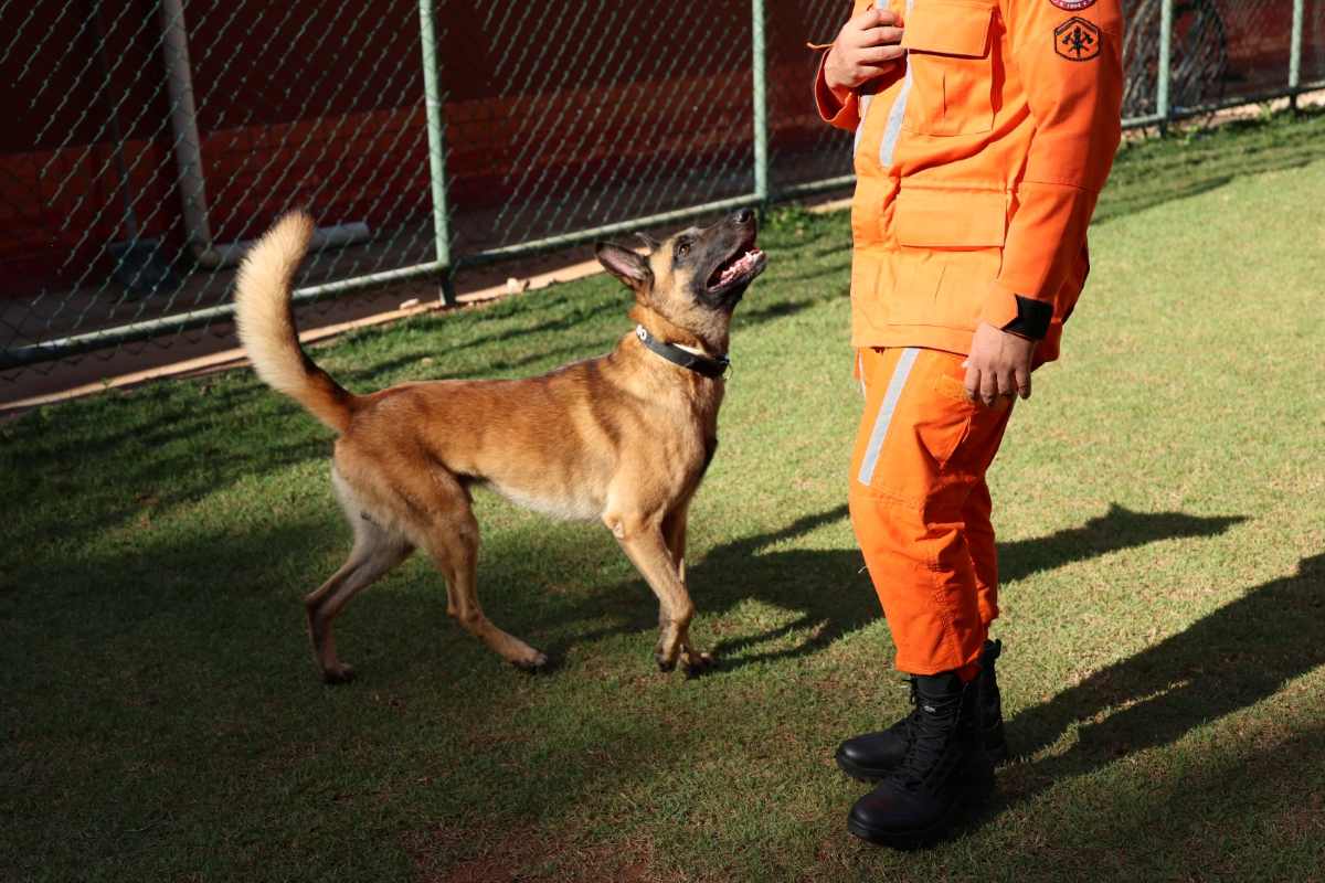 Rambo, cão do Corpo de Bombeiros da Bahia