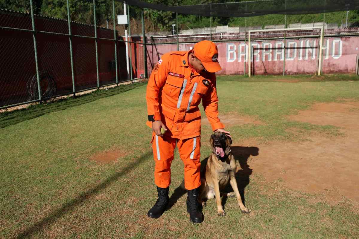 Rambo, cão do Corpo de Bombeiros da Bahia