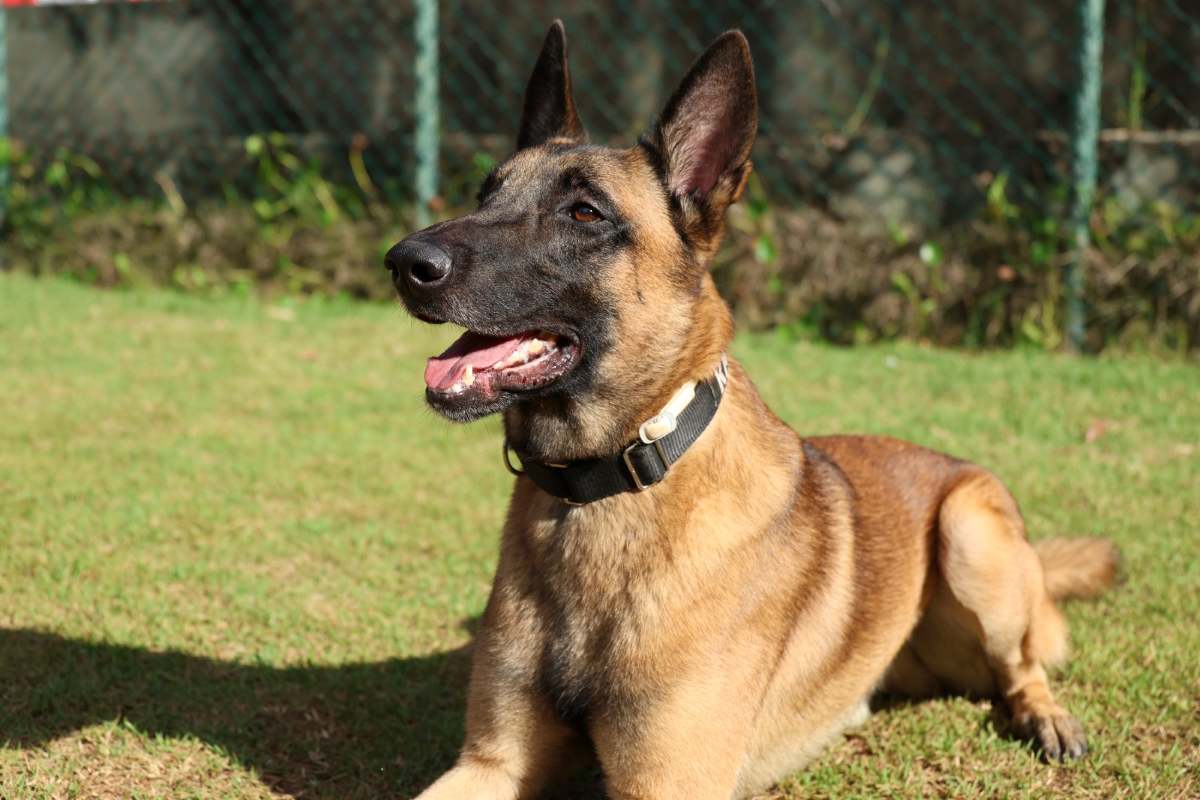 Rambo, cão do Corpo de Bombeiros da Bahia