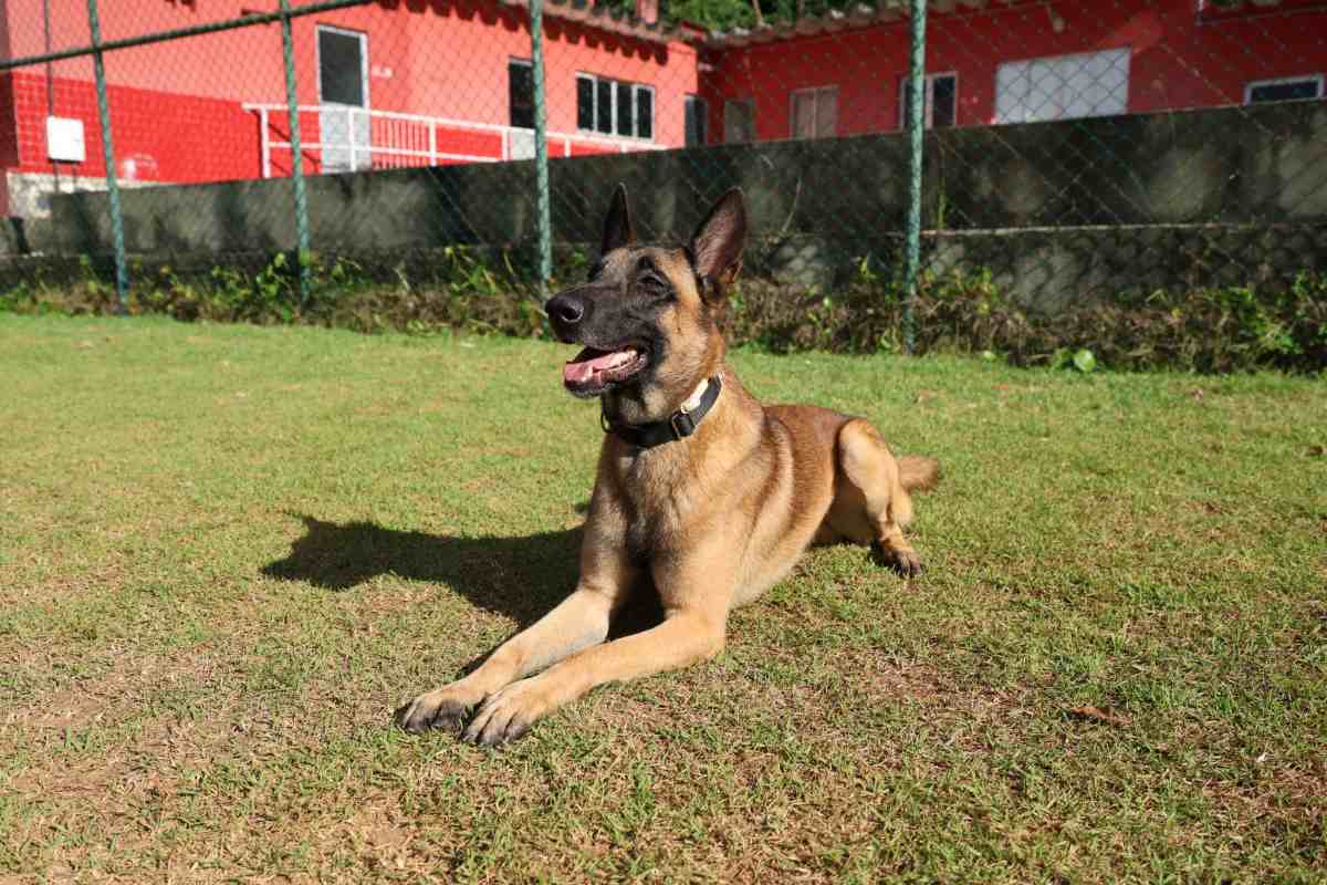 Rambo, cão do Corpo de Bombeiros da Bahia