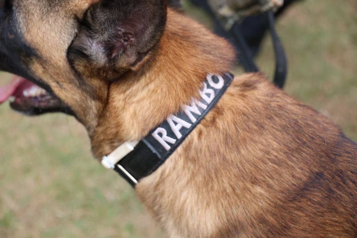 Rambo, cão do Corpo de Bombeiros da Bahia