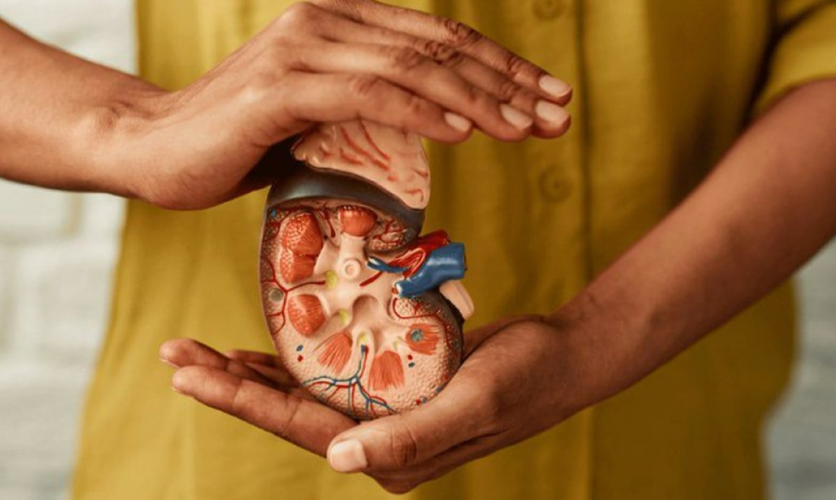 Rim - rins - sistema renal