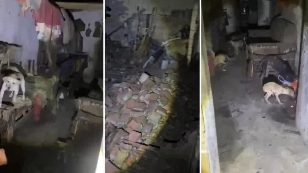 Suspeito de praticar zoofilia e maus-tratos contra cães é preso na Bahia