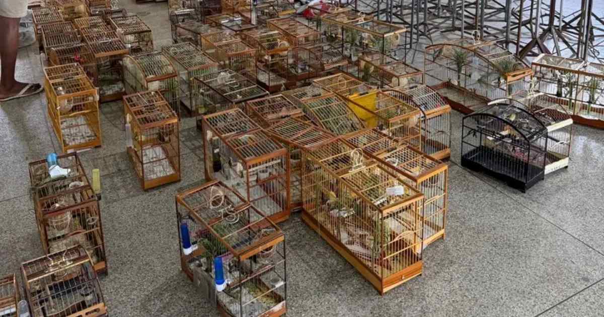 Polícia apreende 95 aves silvestres durante torneio irregular em Salvador