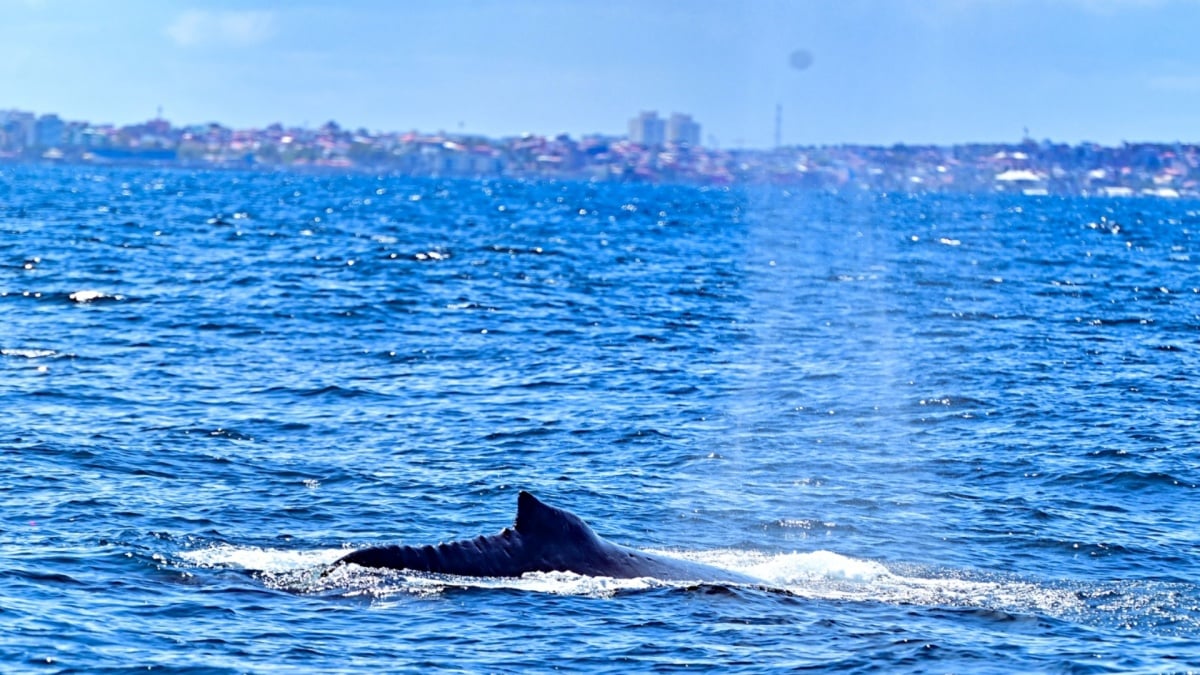 baleia jubarte