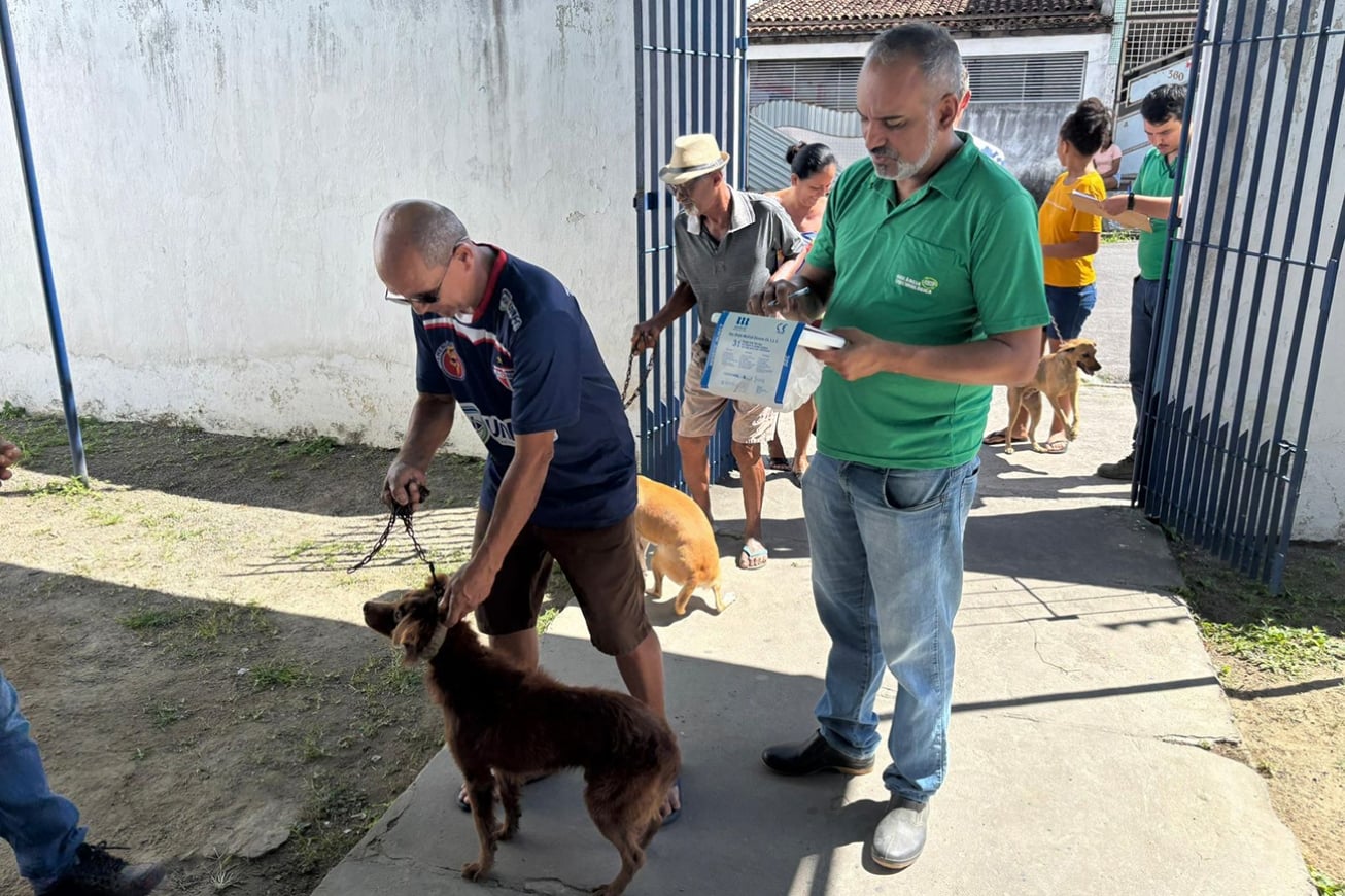 cães sendo vacinados
