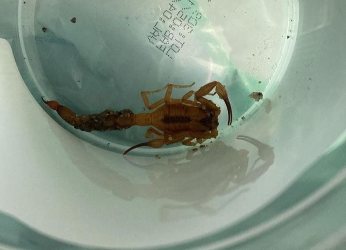 escorpião