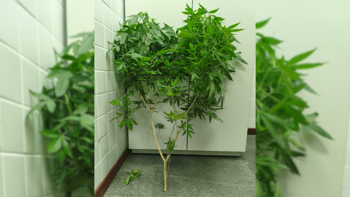 pé de maconha
