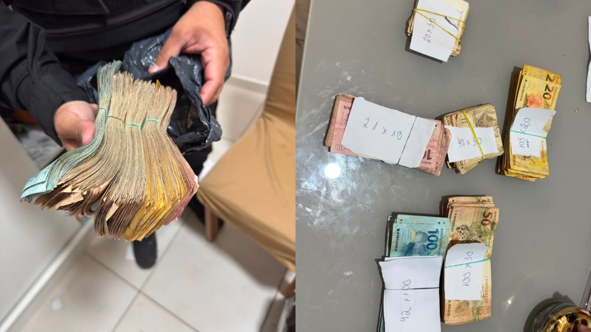 plantação de maconha plantio ilegal droga