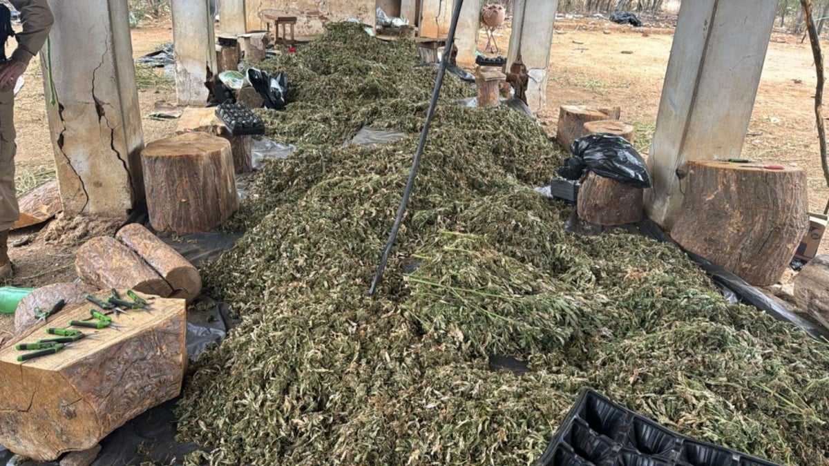 plantação de maconha plantio ilegal droga