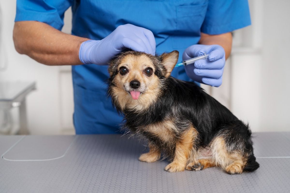 vacinação em animais, cachorros