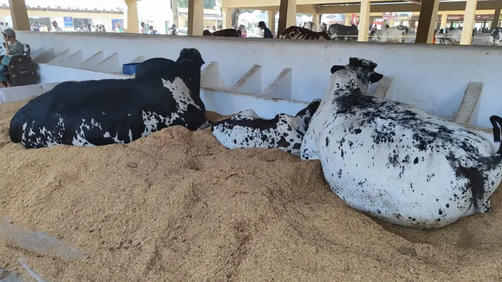 Expofeira gigante: 47ª edição termina com multidão, negócios milionários e planos para crescer ainda mais Expofeira gigante: 47ª edição termina com multidão, negócios milionários e planos para crescer ainda mais