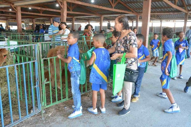 Alpacas e lhama são novidade que chama atenção de crianças na Expofeira