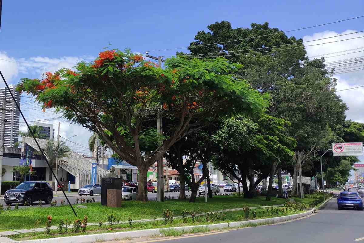 Árvores em Feira de Santana