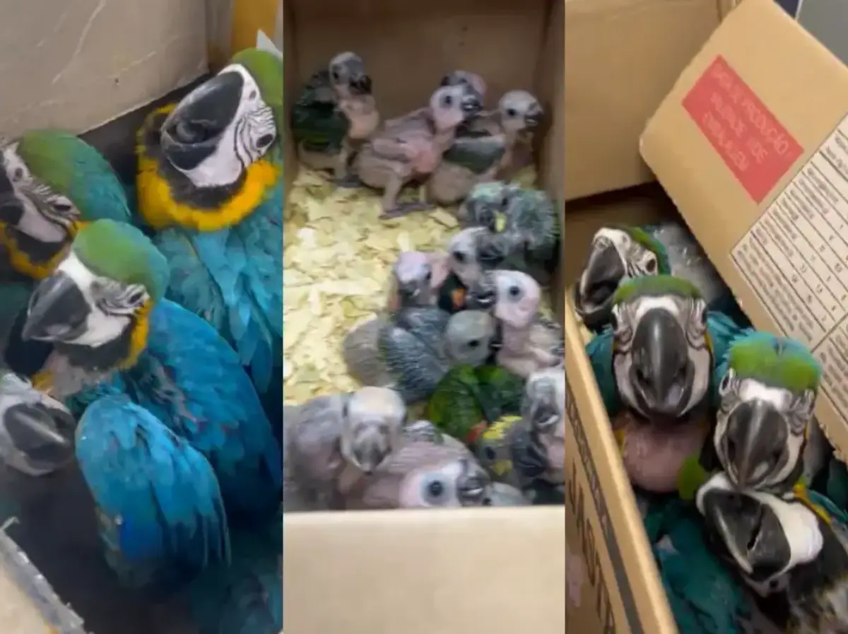 PRF encontra 37 aves silvestres em caixas de papelão durante abordagem na BR-110