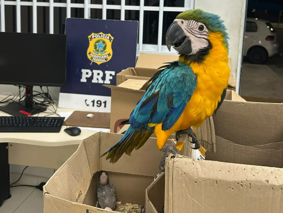 PRF encontra 37 aves silvestres em caixas de papelão durante abordagem na BR-110