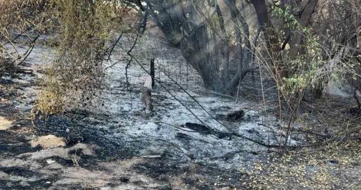Bahia mobiliza 21 bombeiros e duas aeronaves para combater incêndio florestal no Norte do estado