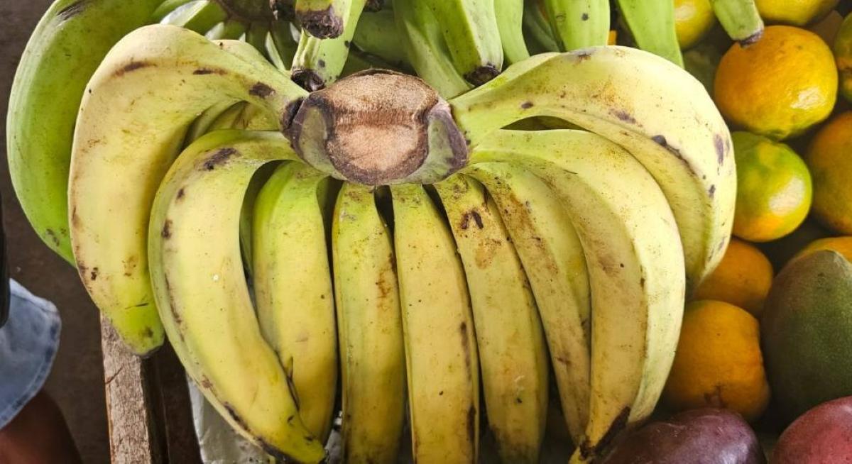 Banana da terra na feirinha da Estação Nova