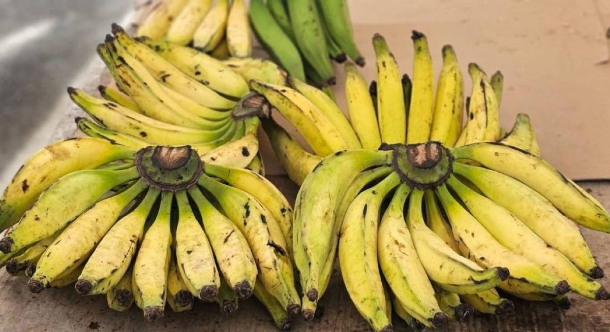 Banana da terra na feirinha da Estação Nova