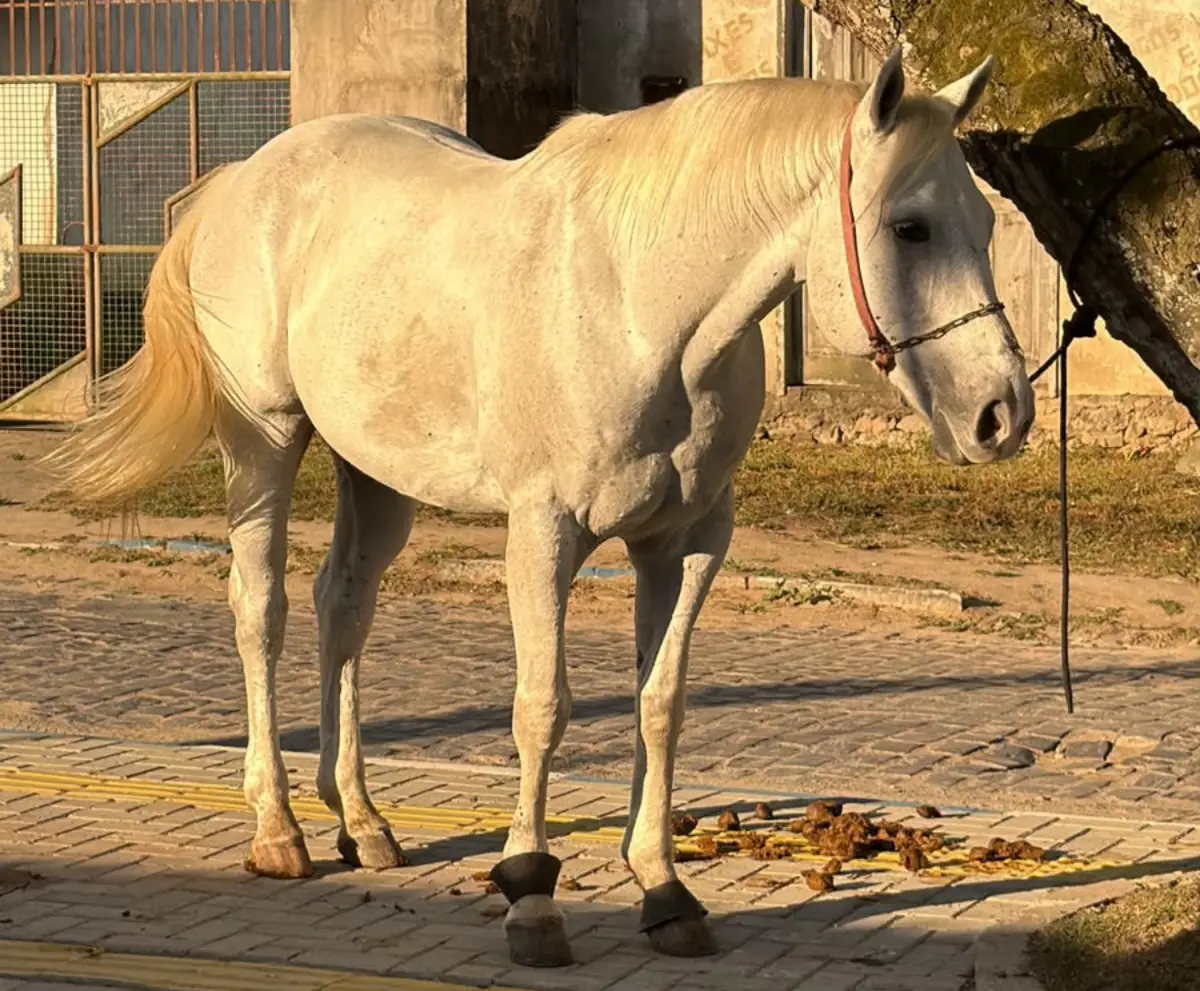 Cavalo de vaquejada avaliado em R$ 100 mil é recuperado pela polícia