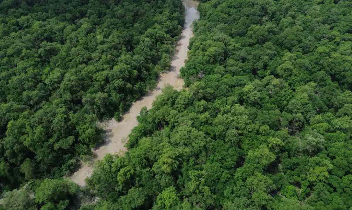 Dia da Amazônia