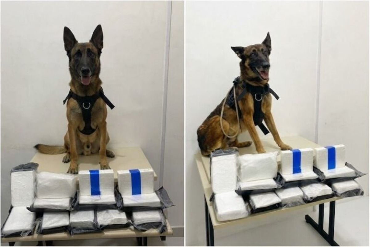 Drogas apreendidas com ajuda de cão farejador em Vitória da Conquista
