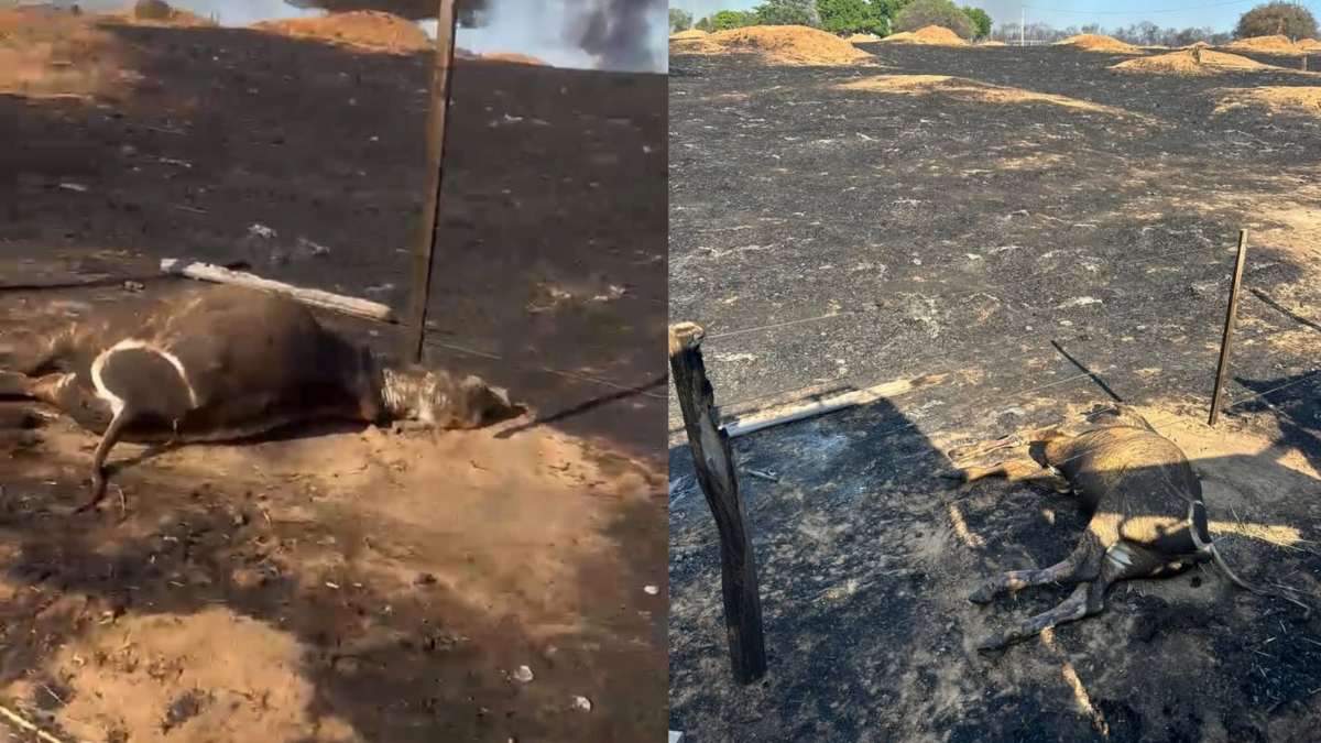 Incêndio avança por propriedades rurais e deixa animais mortos no Oeste da Bahia; fogo se aproxima da BA-172