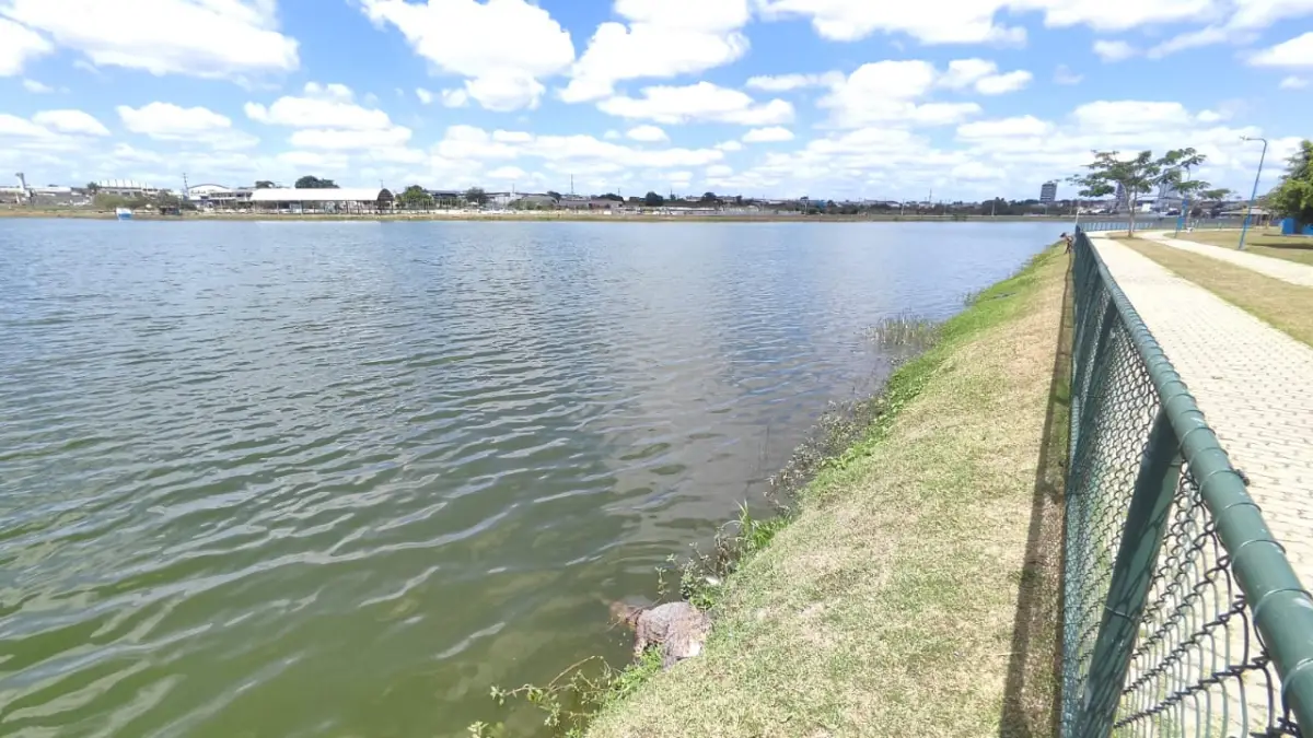 Jacaré de cerca de dois metros é encontrado morto às margens da Lagoa Grande em Feira de Santana