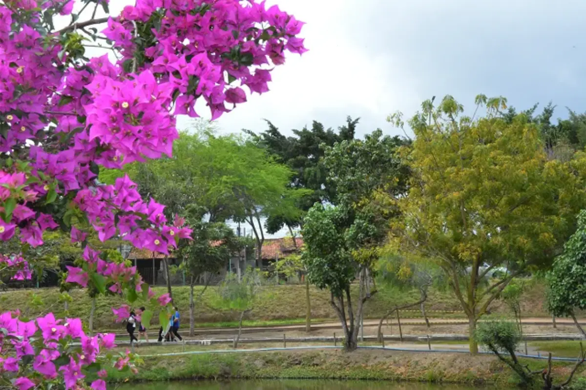 Primavera começa com temperaturas altas; Inema alerta para seca e focos de calor em Feira de Santana