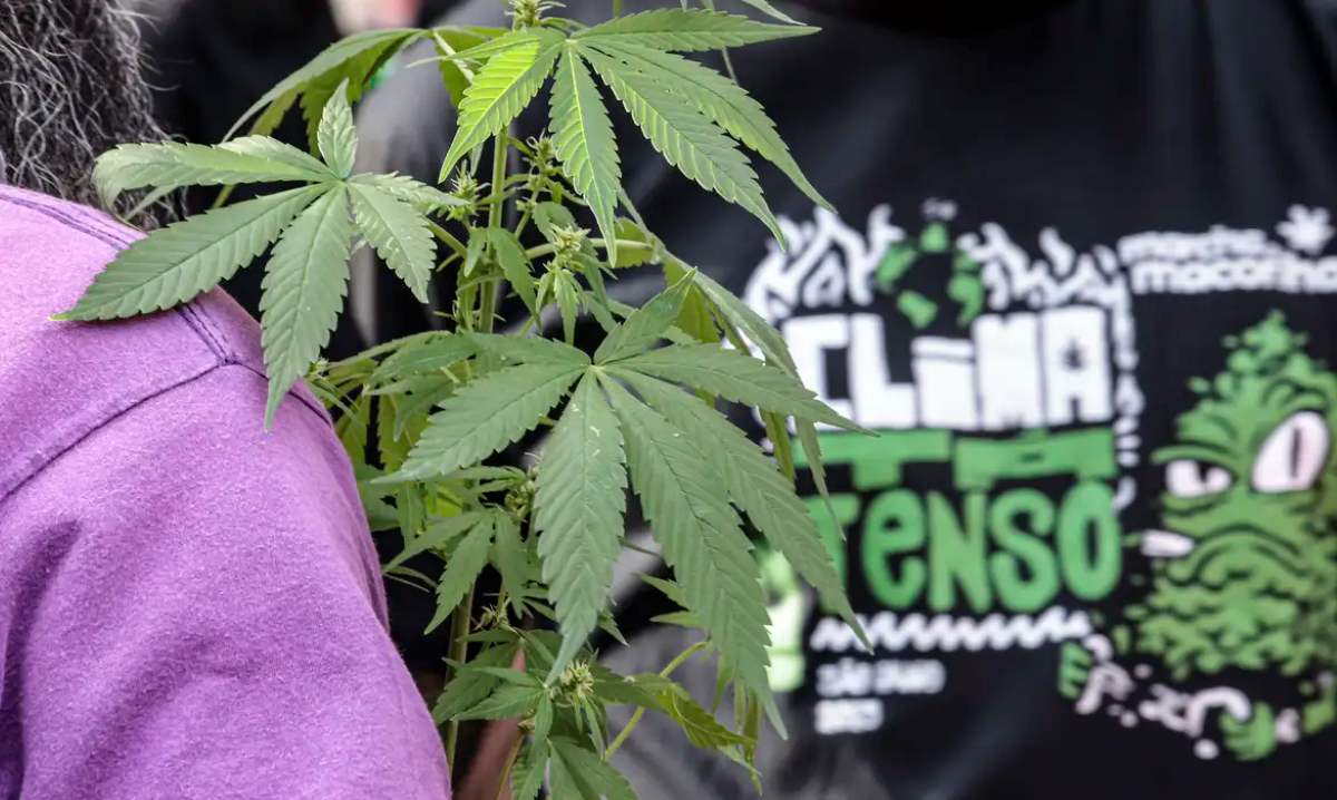 Pé de maconha