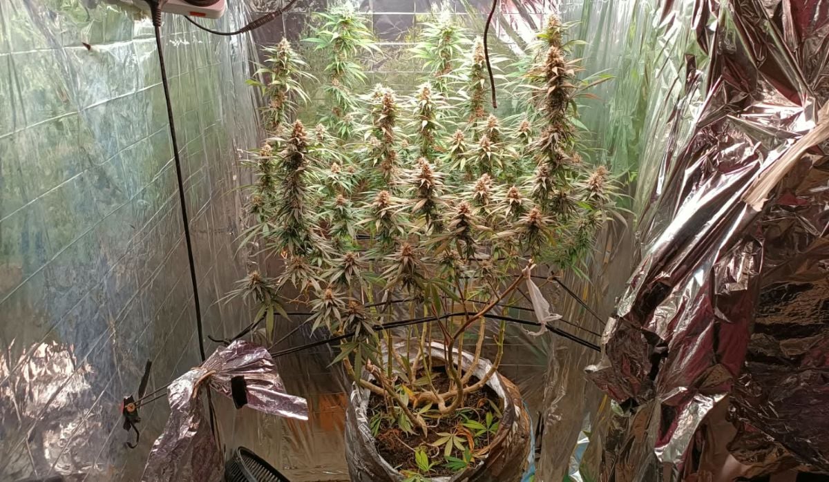 estuda de maconha