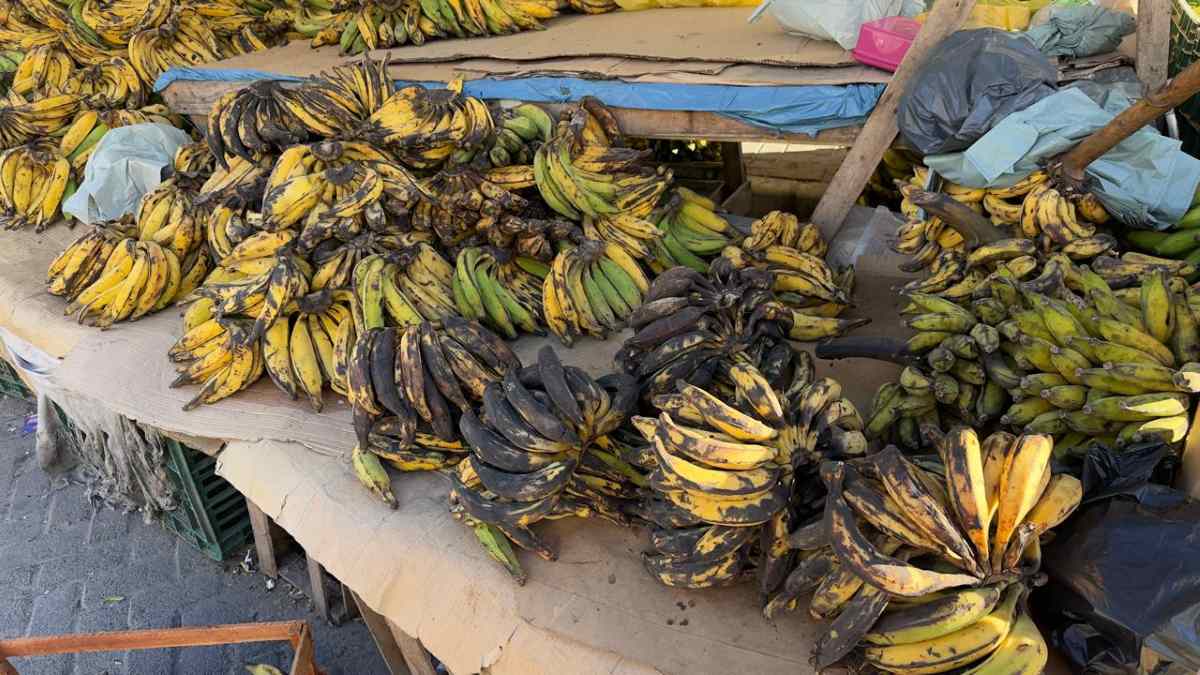 bananas perdendo