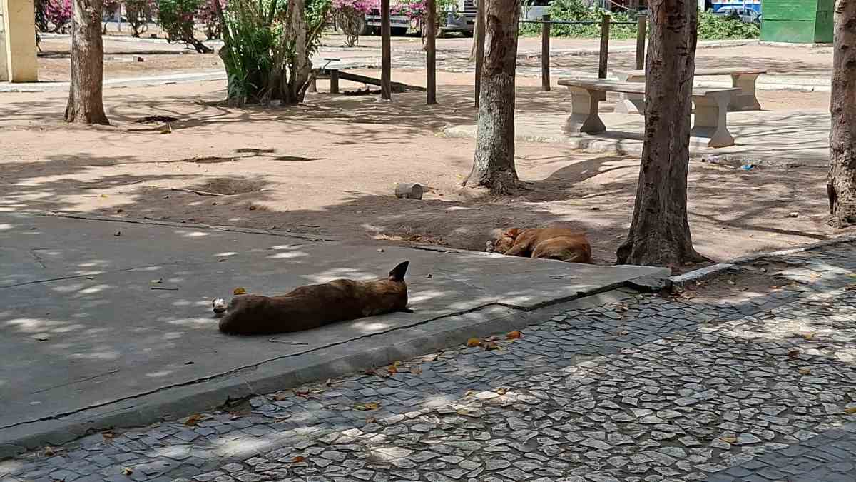 cachorros de rua
