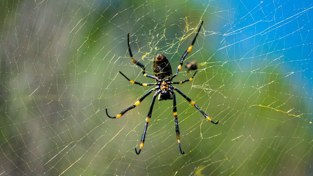 Aranhas-do-mar são mais chocantes do que as terrestres