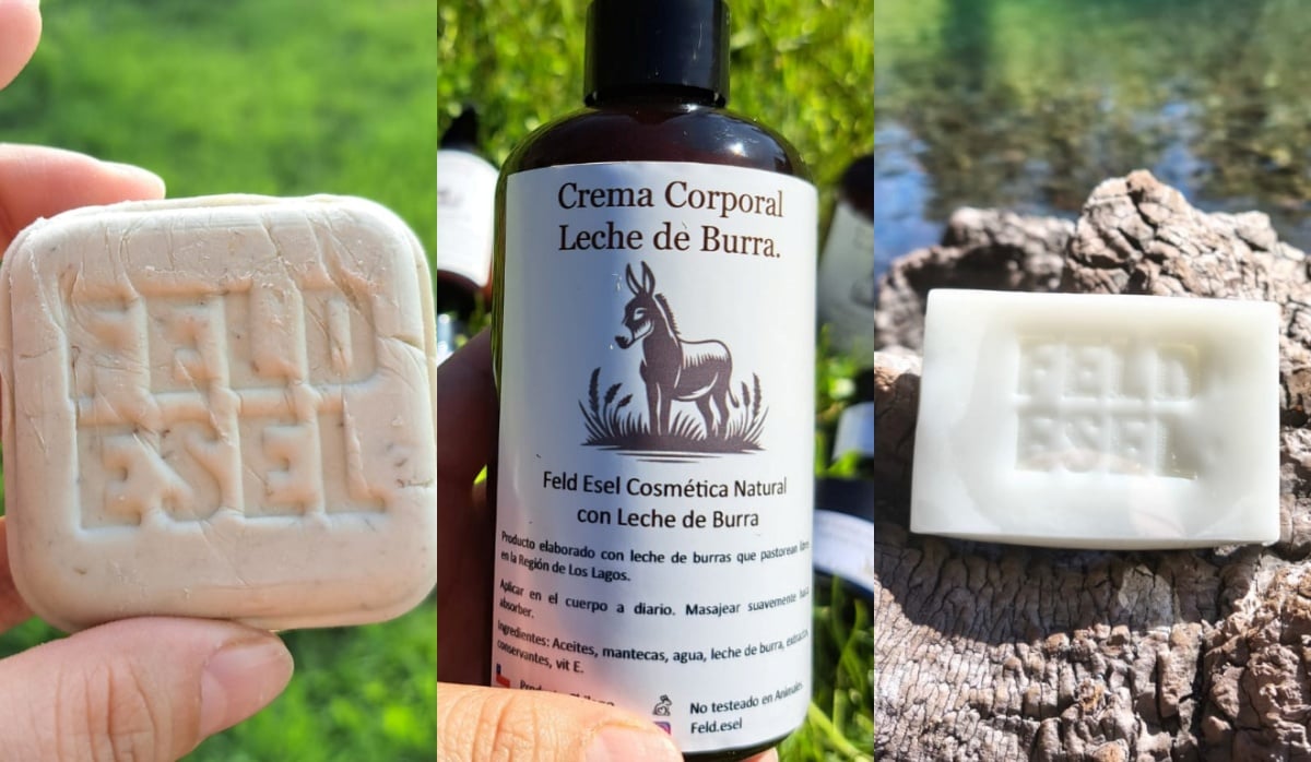 Uso do leite de jumenta na cosmética cresce e gera novas oportunidades para o Nordeste