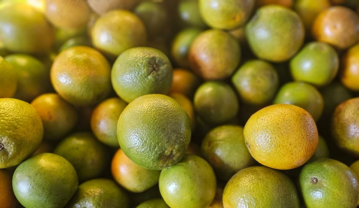 laranjas no centro de abastecimento de Feira de Santana