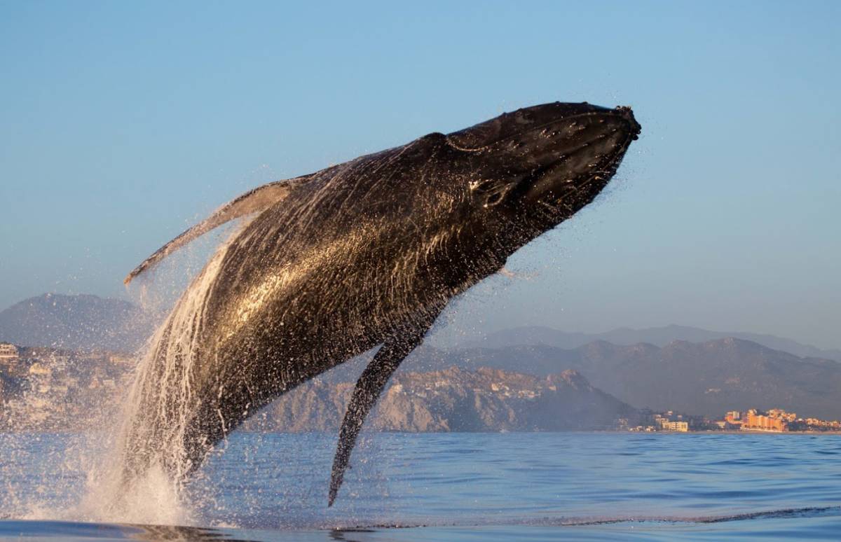 Sete motivos para escolher Los Cabos como destino das suas próximas férias