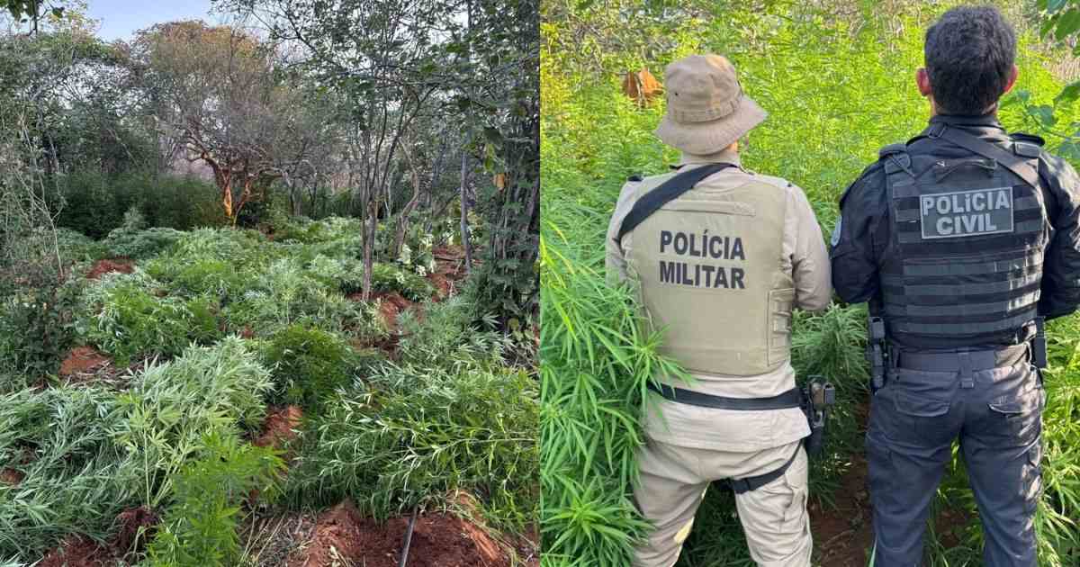 22 mil pés de maconha são erradicados durante ação policial em Campo Formoso 22 mil pés de maconha são erradicados durante ação policial em Campo Formoso
