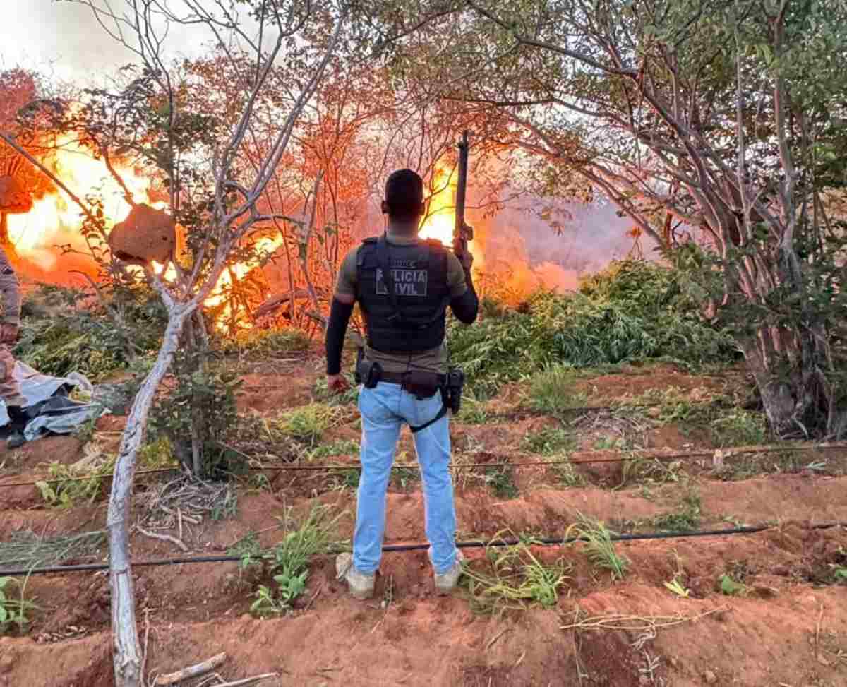 22 mil pés de maconha são erradicados durante ação policial em Campo Formoso