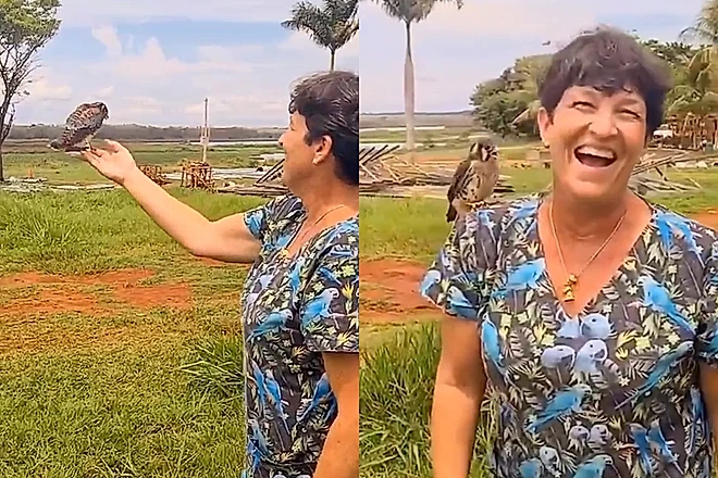 Falcão resgatado surpreende veterinária ao voltar por conta própria