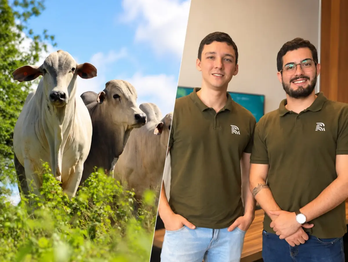 Pecuarista poderá identificar gado pelo focinho usando apenas o celular; entenda nova tecnologia da Cooperfeira 