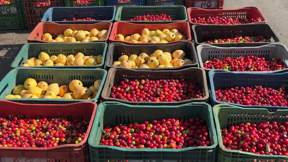 Feriado esvazia movimento no Centro de Abastecimento de Feira; veja preços das frutas