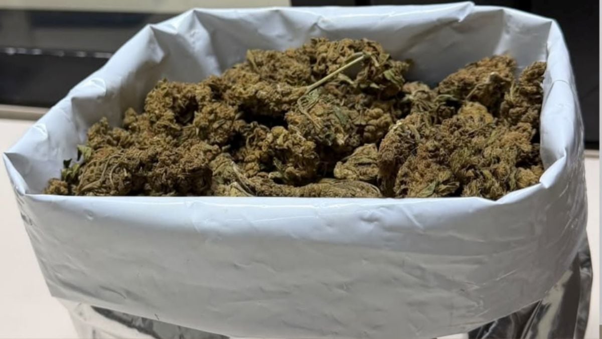 maconha