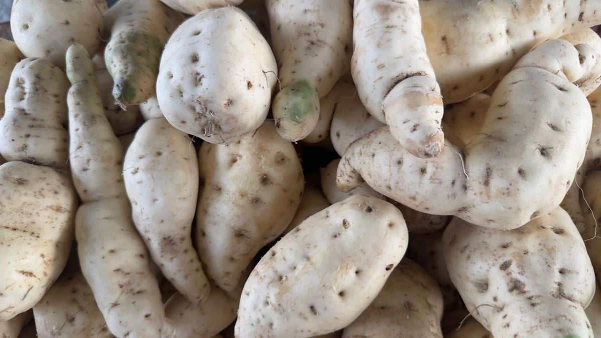 batata