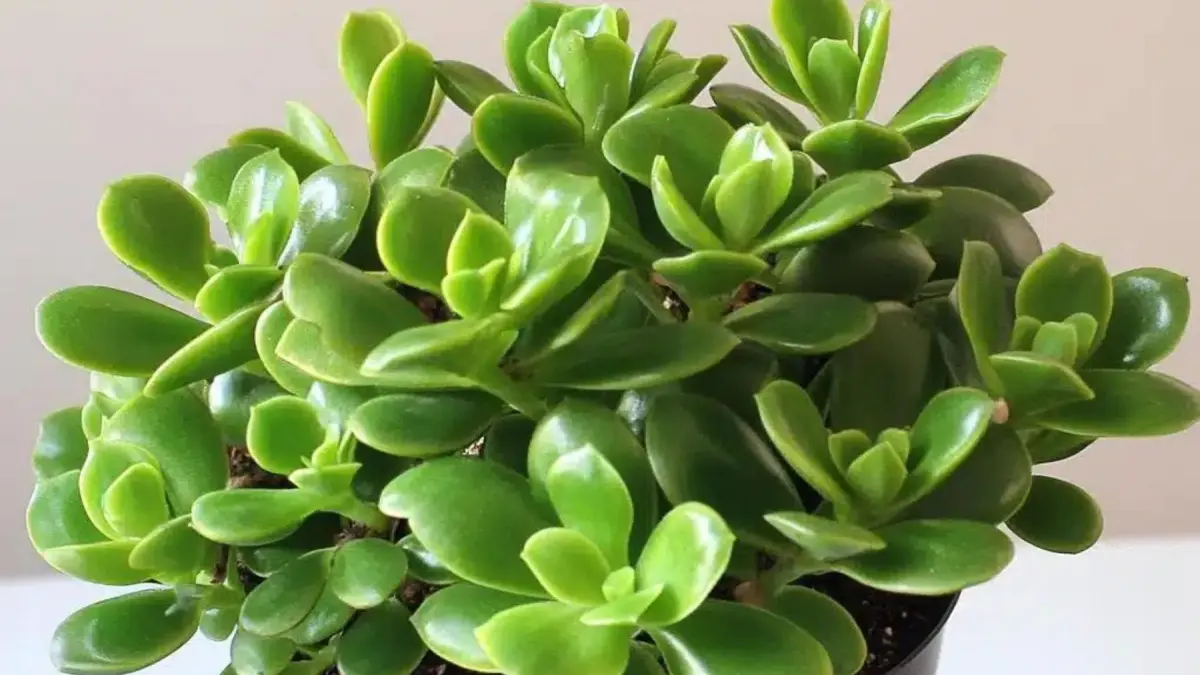 Planta-jade: 3 cuidados para manter as folhas brilhantes e o caule firme