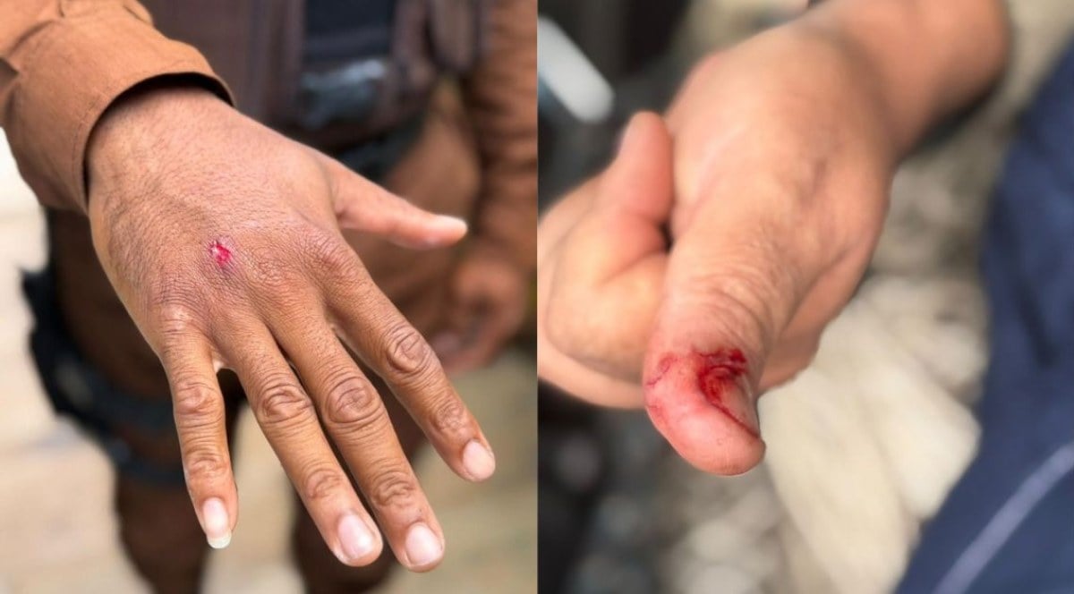 Macaco-prego é capturado após invadir residências em condomínio de Salvador