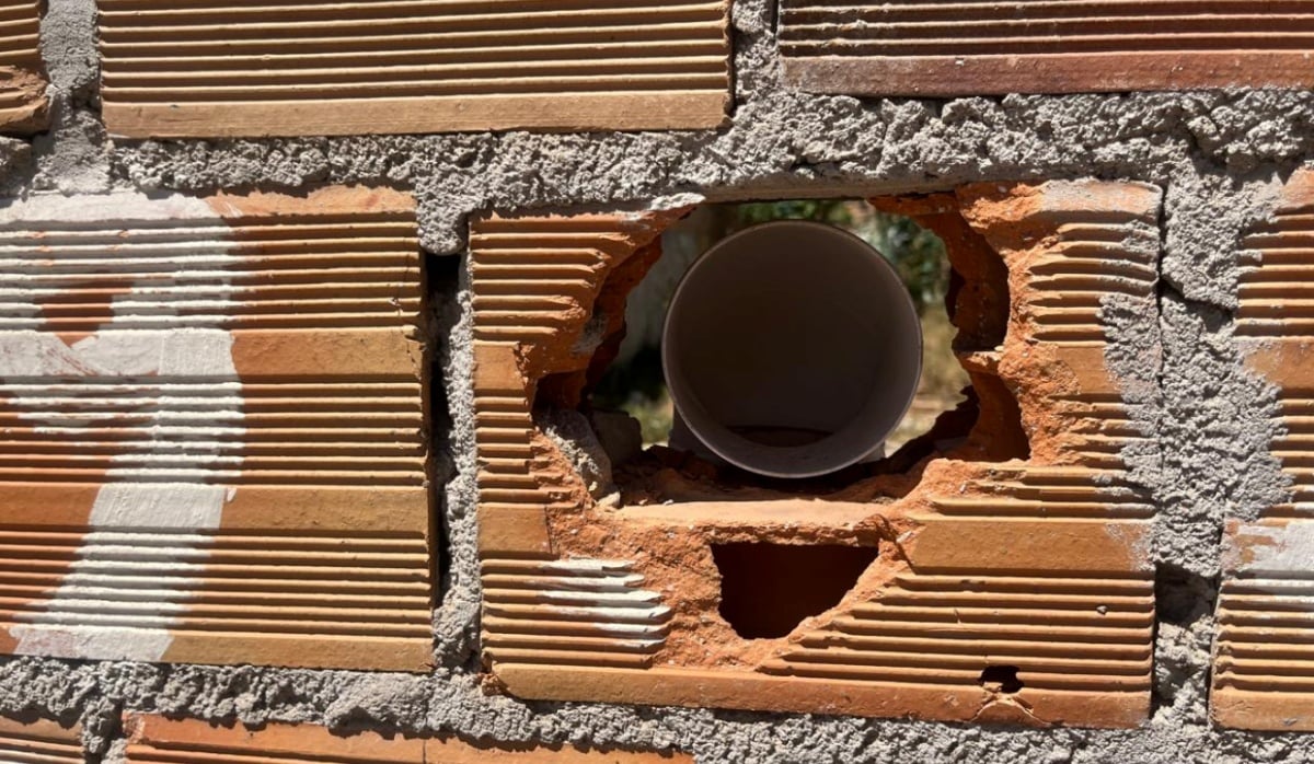 Moradores denunciam grupo com cerca de 15 cães abandonados em terreno do Sobradinho