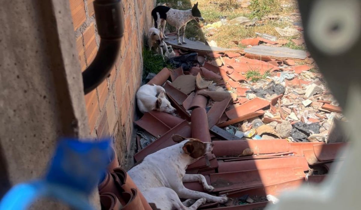 Moradores denunciam grupo com cerca de 15 cães abandonados em terreno do Sobradinho