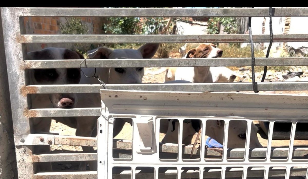 Moradores denunciam grupo com cerca de 15 cães abandonados em terreno do Sobradinho