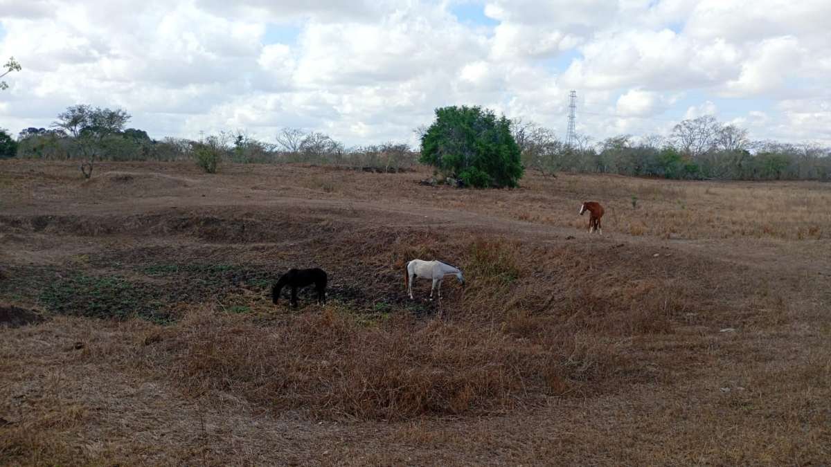 Pastagens secas na zona rural de Feira